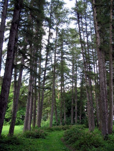 Image - The Larch tree alley in the Trostianets Dendrological Park.